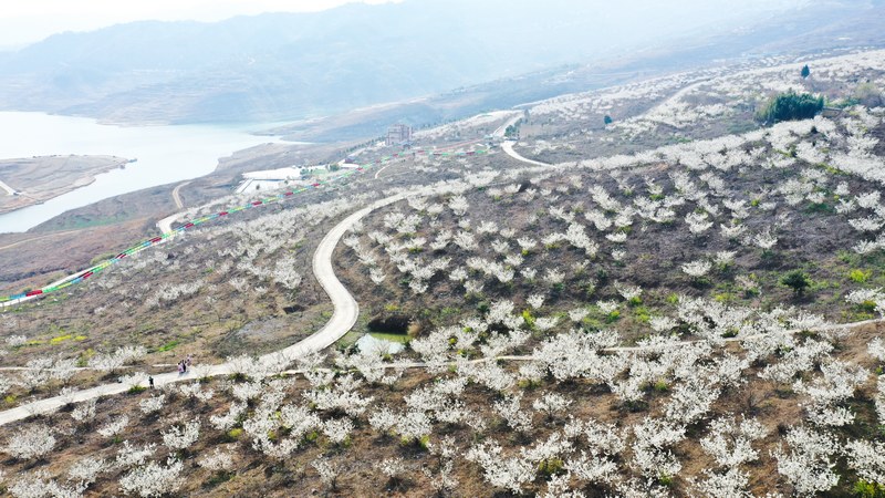 3月4日，貴州省大方縣黃泥塘鎮(zhèn)興林村千畝櫻桃園航拍。李靈攝