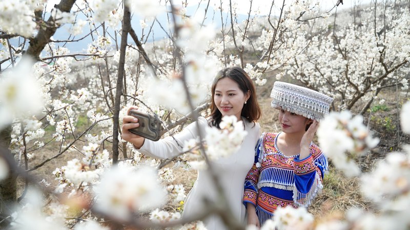 3月4日，游客在貴州省大方縣黃泥塘鎮興林村千畝櫻桃園游玩拍照。李靈攝