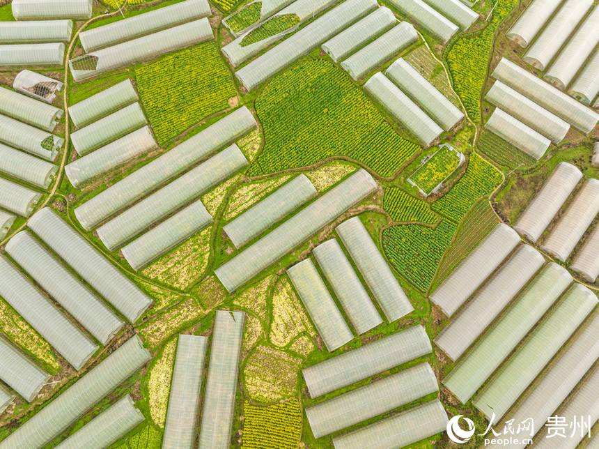 空中俯瞰銀江村蔬菜基地。人民網(wǎng) 陽茜攝