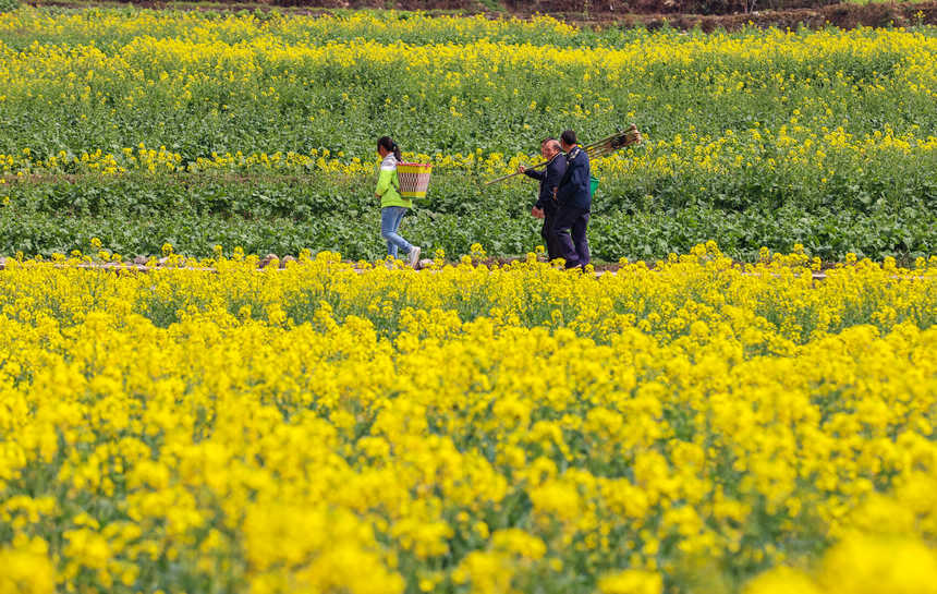 群眾行走在油菜田間。