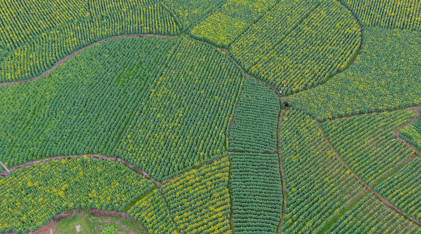 游客在油菜田間游玩。