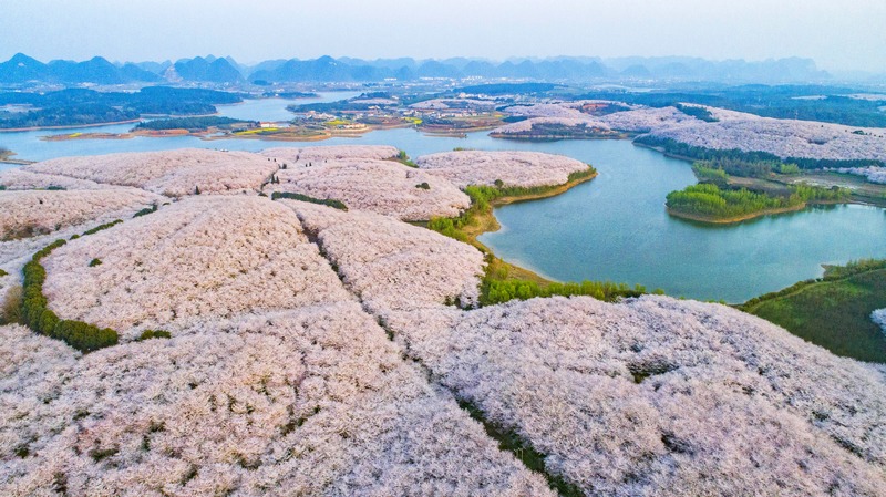 4.貴安櫻花園。圖片由貴陽市政府辦公廳提供