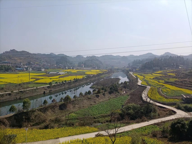 碧波鎮又詩村高標準農田一景。