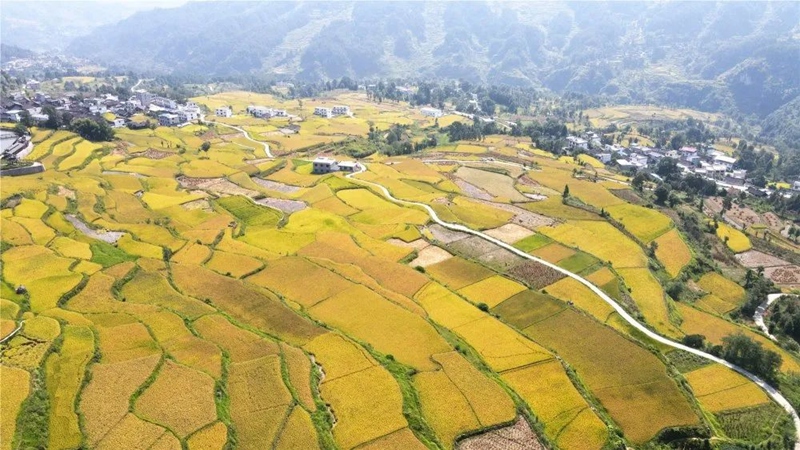 凱里平良貢米基地。