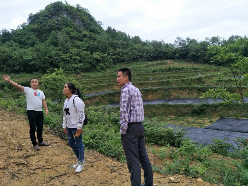 尚慶梅實地查看產業移栽情況。(陳澤勇 攝).jpg