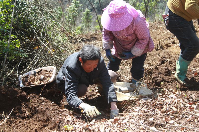 3月13日，村民在貴州省大方星宿鄉天麻種植基地擺放菌包。（鄭永揚 攝）.JPG