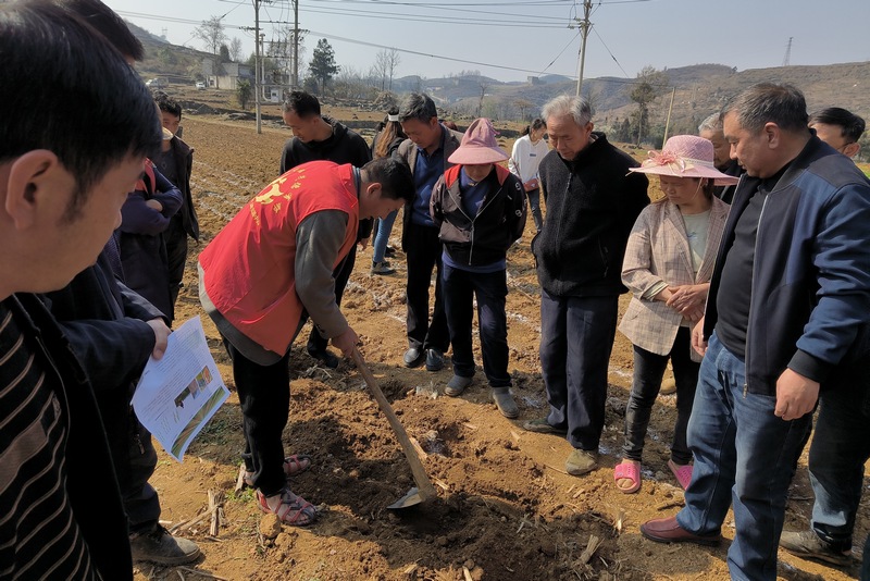 3月14日,農技人員在貴州省大方縣鼎新鄉作大豆玉米帶狀復合種植現場示范。(肖遠莉 攝).jpg