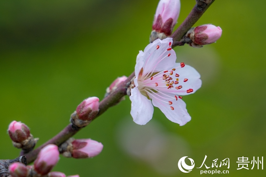 朵朵桃花次第開。人民網(wǎng) 陽茜攝