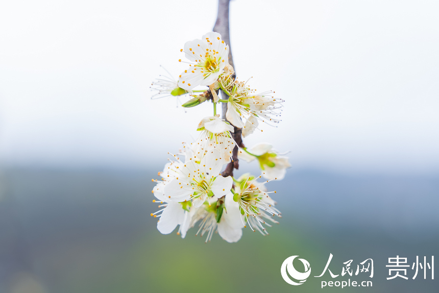 貴州省黔西市大關鎮丘林村李園中盛開的李花。涂敏攝