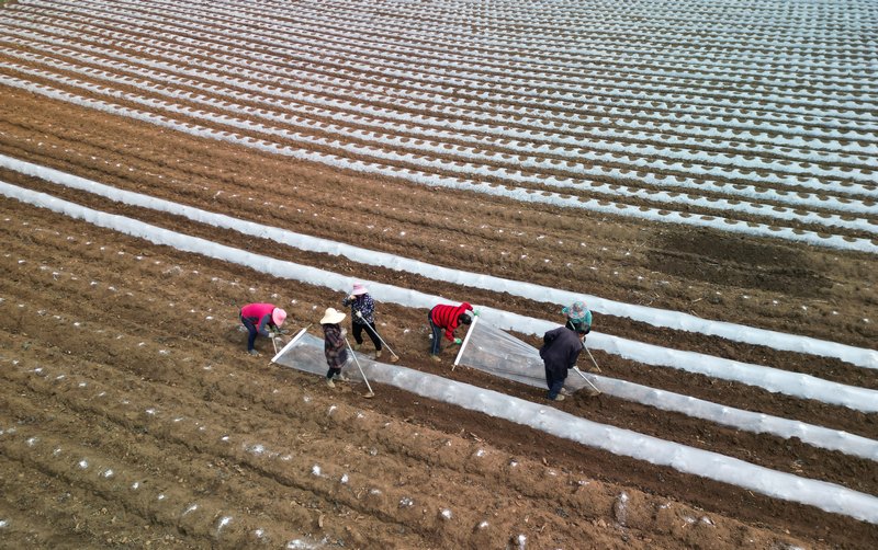 3月16日，大方縣東關鄉羅寨社區烤煙種植基地村民覆膜航拍。（何志剛 攝）.JPG