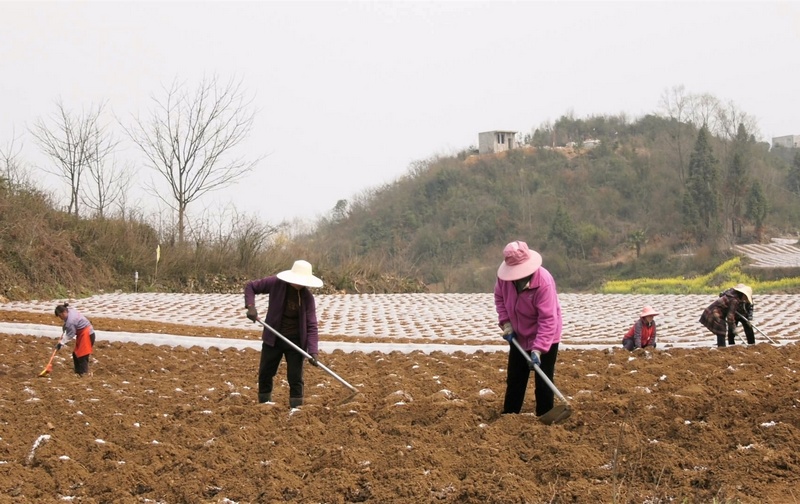 3月16日,大方縣東關鄉羅寨社區烤煙種植基地村民種植現場。(司玉坤 攝).jpg