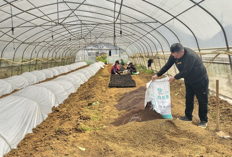 3月16日,貴州省大方縣馬場(chǎng)鎮(zhèn)橋上村蔬菜大棚基地負(fù)責(zé)人孟陽(yáng)奎用有機(jī)肥制作營(yíng)養(yǎng)土。(楊娟 攝).jpg