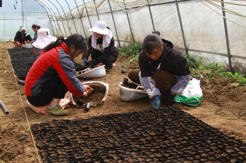 3月16日,貴州省大方縣馬場(chǎng)鎮(zhèn)橋上村蔬菜大棚基地工人育黃瓜苗。(楊娟 攝).jpg
