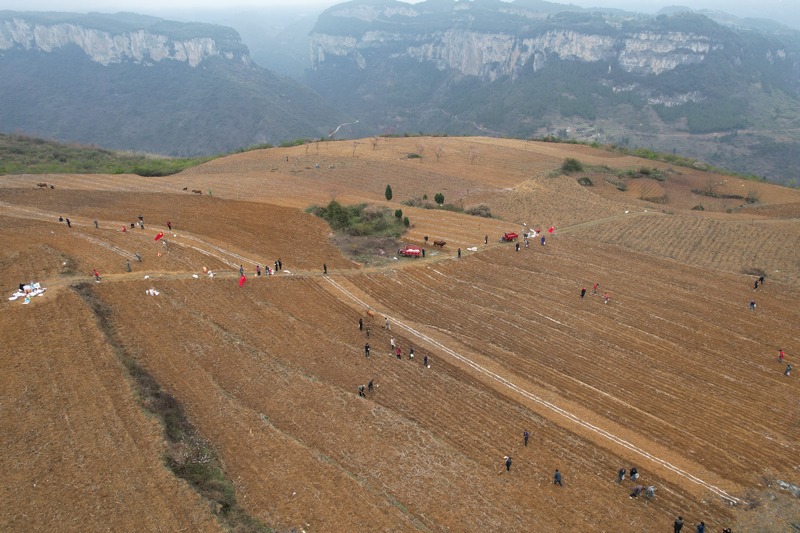 3月20日,貴州省大方縣果瓦鄉隆里村大豆玉米帶狀復合種植現場航拍。王紅蘭攝