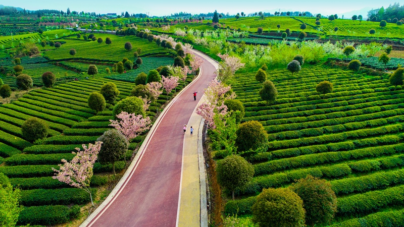 湄潭興隆小“茶?！薄堅獢z