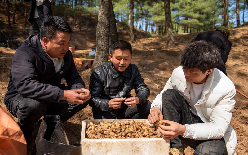 3月25日，安樂溪鄉(xiāng)碗廠村林下天麻種植基地，天麻種植技術員指導村民挑選天麻種。李學友攝