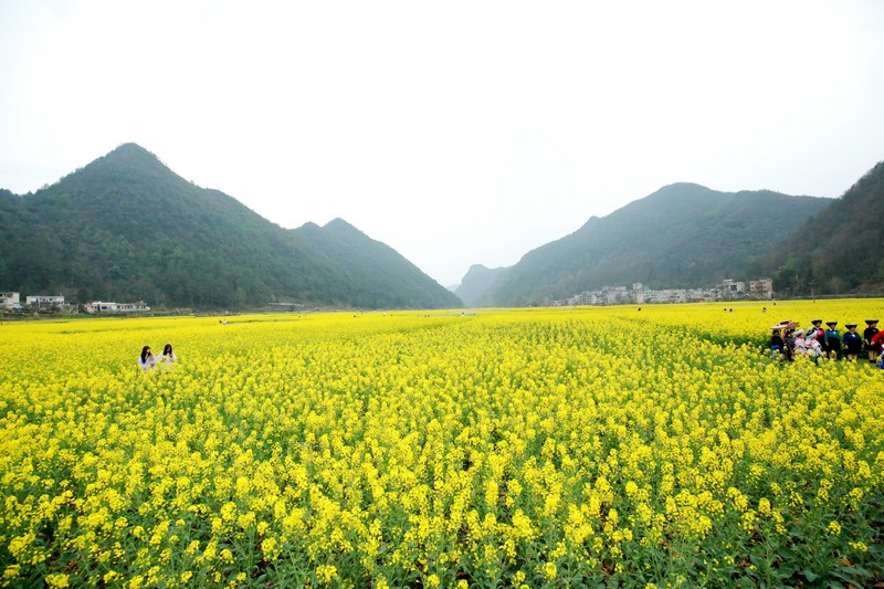 油菜花開(kāi)。陳勝剛攝