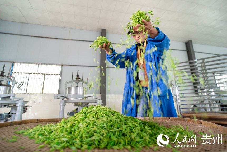 制茶工正在處理剛剛采摘的茶青。人民網記者 涂敏攝