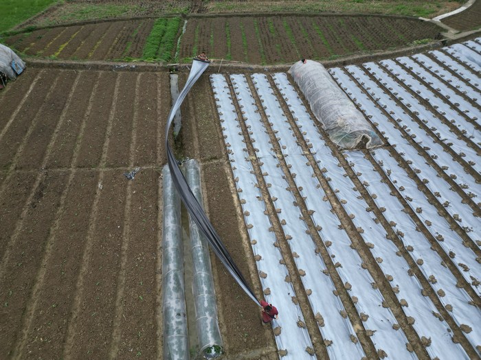 凱里市下司鎮馬場村村民在地里鋪地膜種植蔬菜。