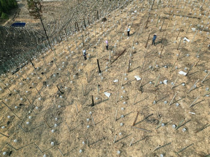 從江縣貫洞鎮貫洞村羅漢果種植基地。