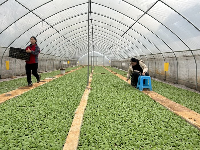 凱里市碧波鎮碧波村村民在煙葉育苗基地管護煙苗。