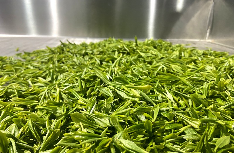 4月13日,采收后的貴州省大方縣果瓦鄉(xiāng)茶葉基地茶葉。(王紅蘭 攝).jpg