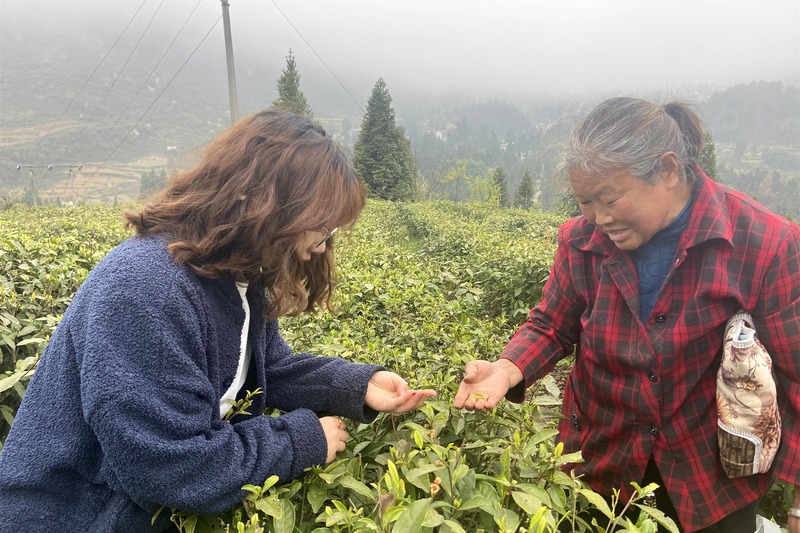 4月13日,茶農(nóng)查看貴州省大方縣果瓦鄉(xiāng)茶葉基地茶葉品質(zhì)。(王紅蘭 攝).jpg