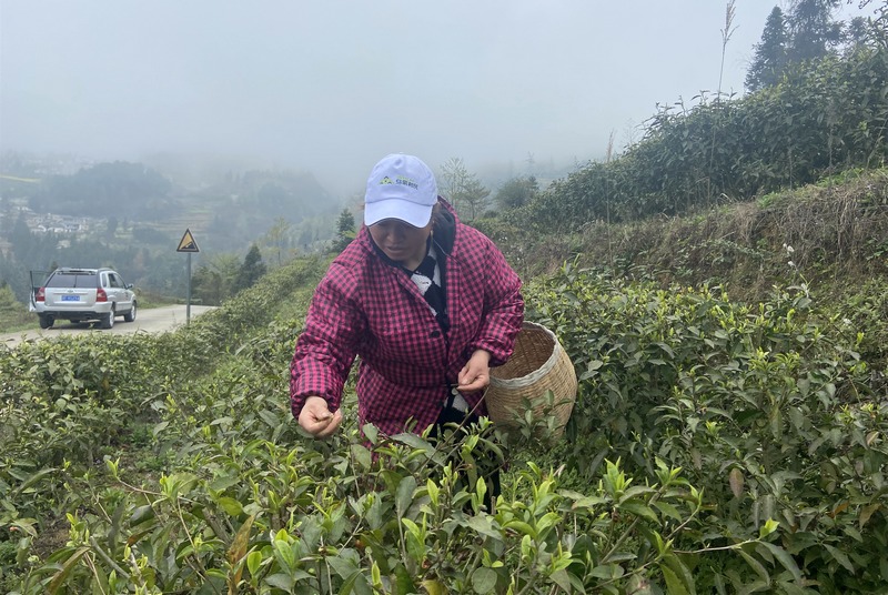 4月13日,茶農(nóng)在貴州省大方縣果瓦鄉(xiāng)茶葉基地采茶。(王紅蘭 攝).jpg