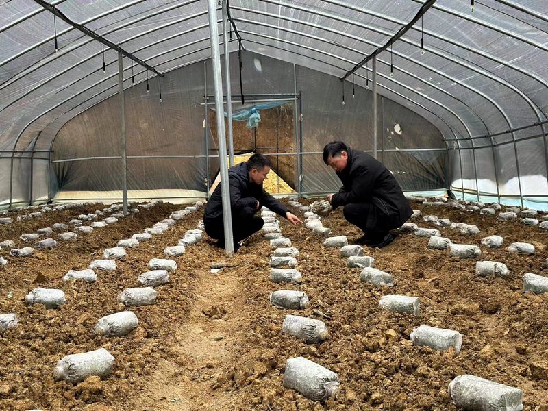 4月13日,大方縣三合森源中藥材種植專業合作社工作人員檢查菌種種植情況。(何志剛 攝).jpg