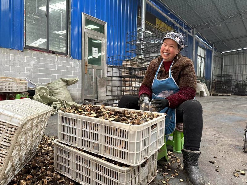 4月13日,大方縣三合森源中藥材種植專業合作社務工人員將菌種裝瓶。(何志剛 攝).jpg