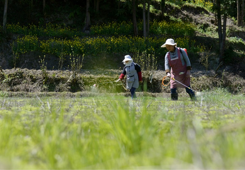 4月17日，工人在貴州省大方縣長石鎮(zhèn)長青村海花種植基地施肥。何志剛攝