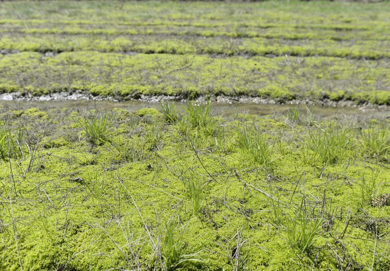 4月17日，貴州省大方縣長石鎮(zhèn)長青村長勢良好的?；?。何志剛攝
