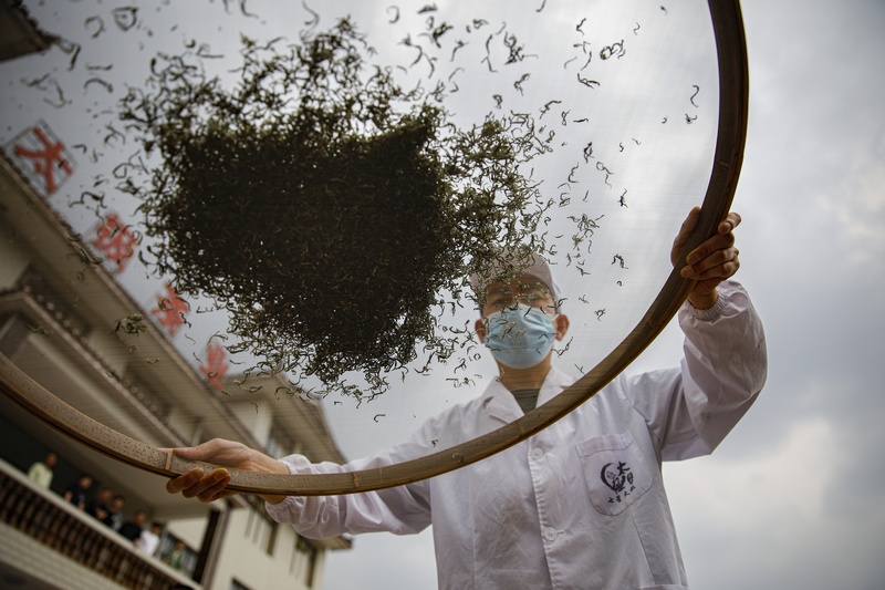 1.加工制作太極古茶首批明前茶。七星關區(qū)委宣傳部供圖.jpg
