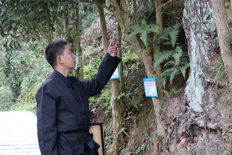 2.謝濤查看古茶樹生長情況。七星關區(qū)委宣傳部供圖.JPG