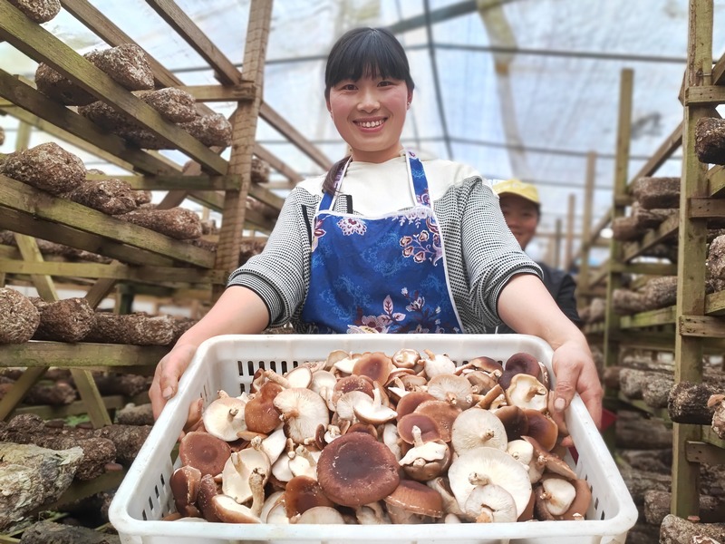 4月22日,貴州省大方縣達(dá)溪鎮(zhèn)椒子山村食用菌基地采摘的村民展笑顏。鐘歡 攝.jpg