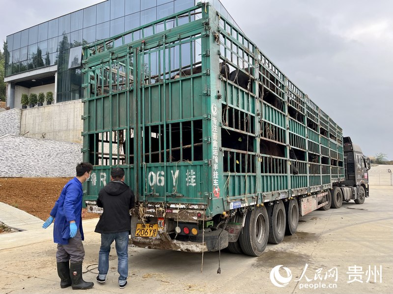 滿車的肥牛即將從貴州運往內蒙。人民網 李麗萍攝