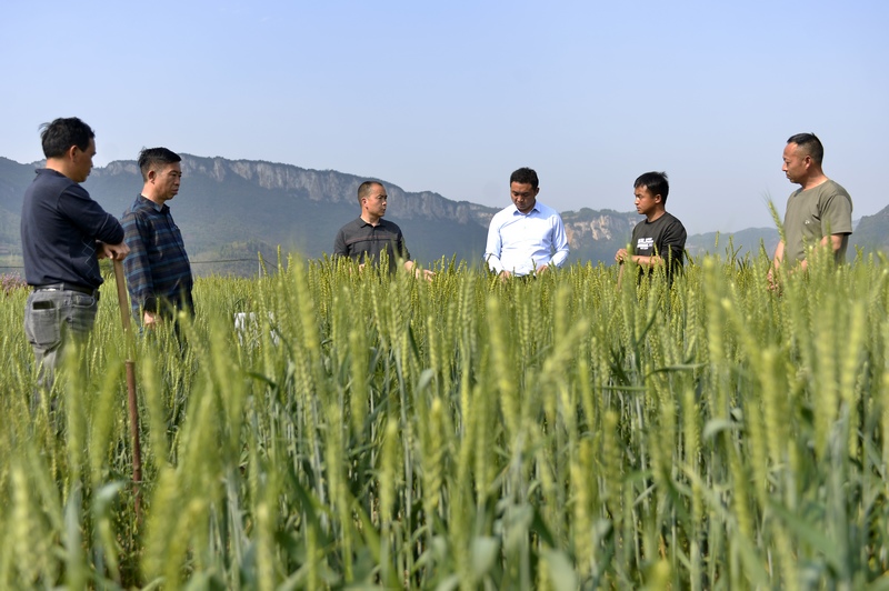 4月26日，農(nóng)技人員了解貴州省大方縣長(zhǎng)石鎮(zhèn)楊柳社區(qū)小麥田間管理情況。鄭吉軍攝
