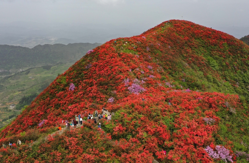 4月29日，游人在貴州省黔東南州丹寨縣龍泉山杜鵑花叢中觀賞游玩。