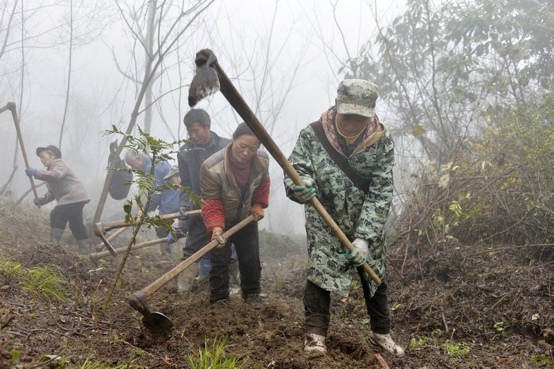 大方縣星宿鄉河山村中藥材育苗基地工人冒著雨霧天氣翻土。鄭吉軍 攝.JPG