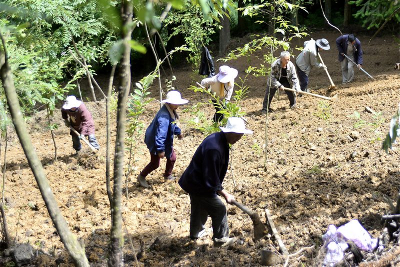 大方縣星宿鄉河山村中藥材育苗基地工人在平整苗圃。鄭吉軍 攝.JPG