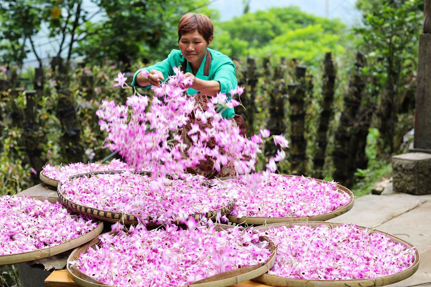 晾曬石斛花。王長育攝