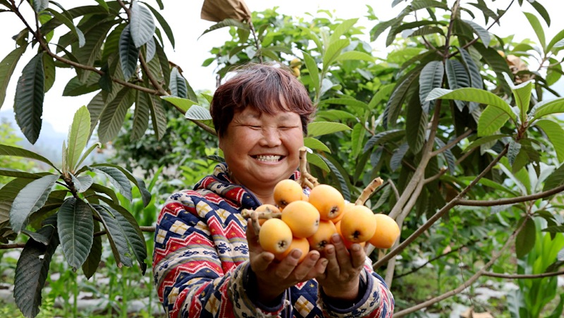 農(nóng)戶(hù)黃蘭蘭家的枇杷 伍維玉 攝.jpg