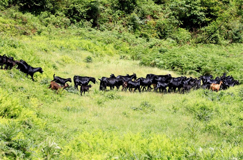 貴州省大方縣鳳山鄉羊巖村茁壯成長的黑山羊。汪瑞良 攝.jpg