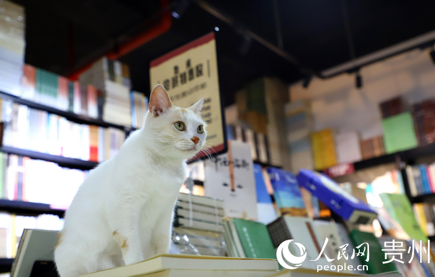 “也閑書局”內(nèi)的小貓。人民網(wǎng) 顧蘭云攝 
