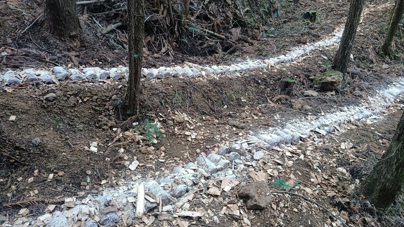 紅托竹蓀菌包。姜繼恒攝