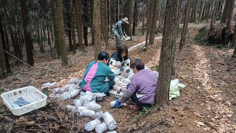 鎮農業中心技術人員、村支兩委干部和企業管理人員在現場進行指導。姜繼恒攝