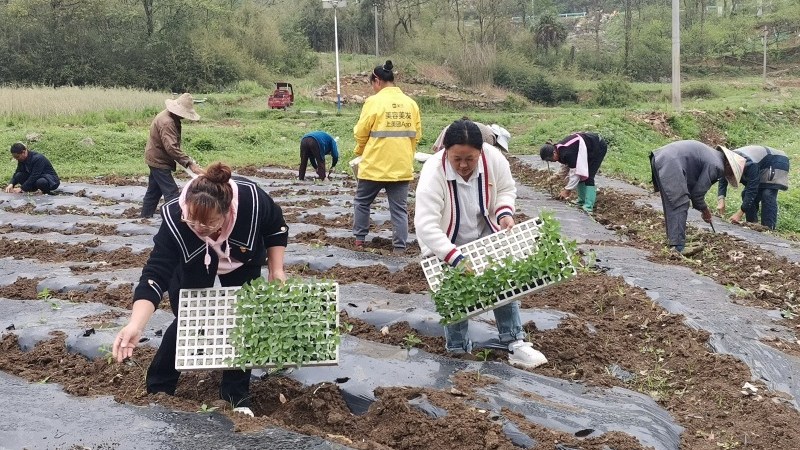 一片熱火朝天的春耕景象。