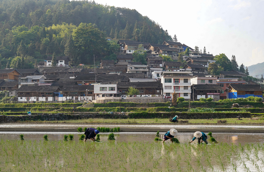 村民在梯田里插秧。