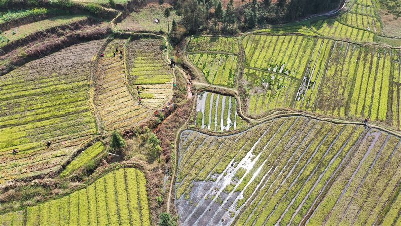 大方縣興隆鄉青杠村海花種植基地航拍。司玉坤 攝.JPG