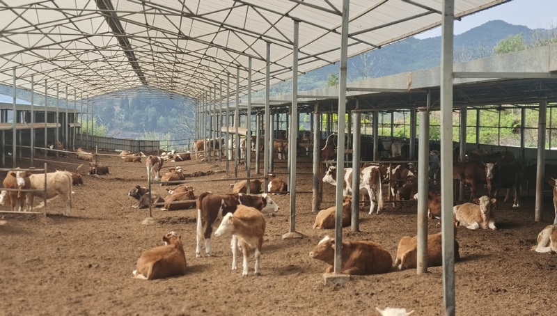 大方縣興隆鄉養牛場里牛兒休閑散步。鄭瑋 攝.jpg